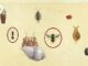 Guide Comment attraper et vendre mouches et fourmis dans Animal Crossing New Horizons