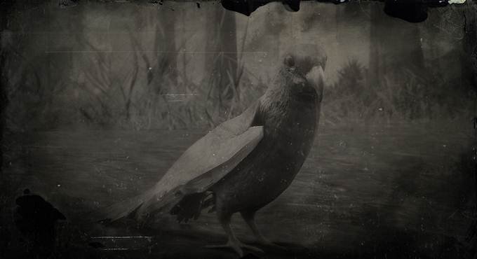 Où trouver la perruche de Caroline dans Red Dead Redemption II / RDR2