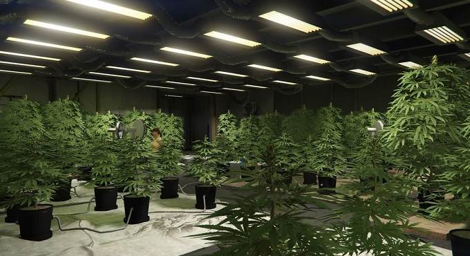 Où trouver une ferme de cannabis dans GTA Online